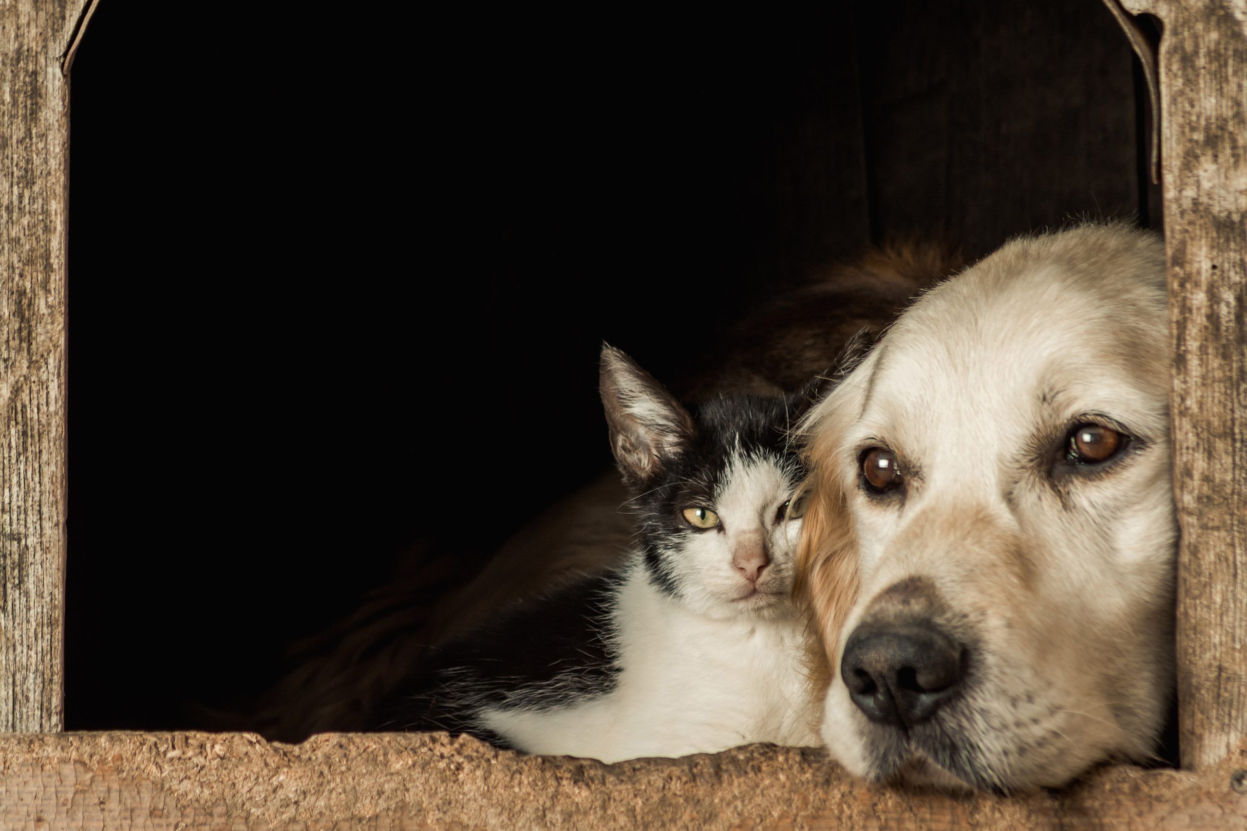 Avances tecnológicos en veterinaria 